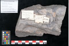 Foto (Objekt + Etikett) von Ulmophylon latifolium Ettingshausen (NHMW-GEO-2024-0188-10220)